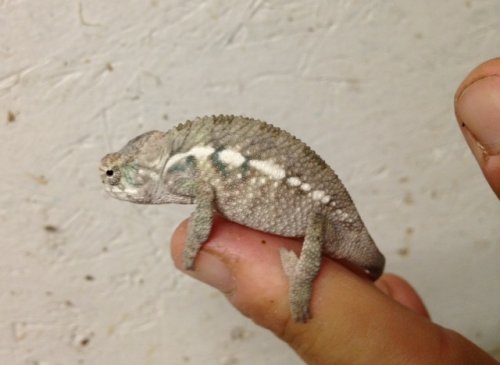 Lucifer jr malebaby.JPG