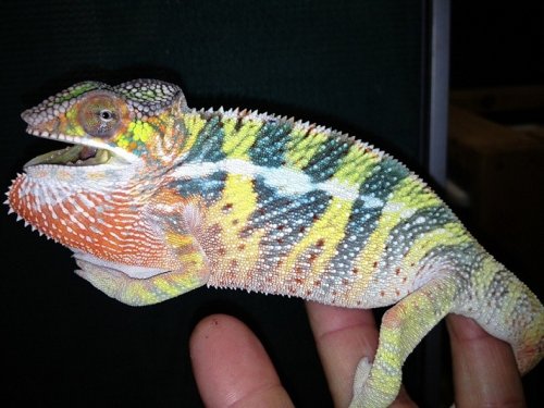 LuciferJRHB3.75 monthsc - Copy.JPG