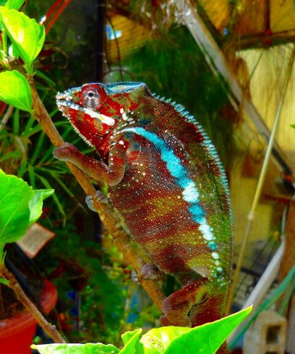 Tamatabe091012.jpg .jpg