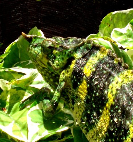 Melleri05Cyrano b 5 11.jpg