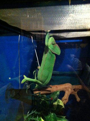 camilla sleeping.jpg