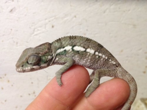 LuciferJr6inch male2d.JPG