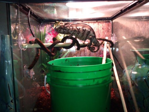 rango.jpg