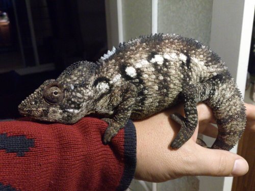 rango2.jpg