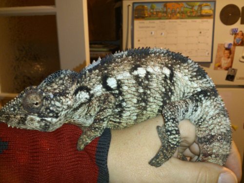 rango3.jpg