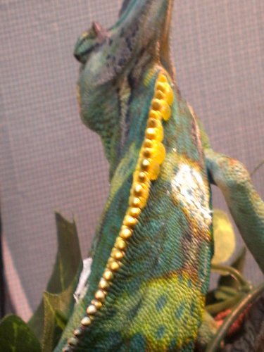 IMAG0615.jpg
