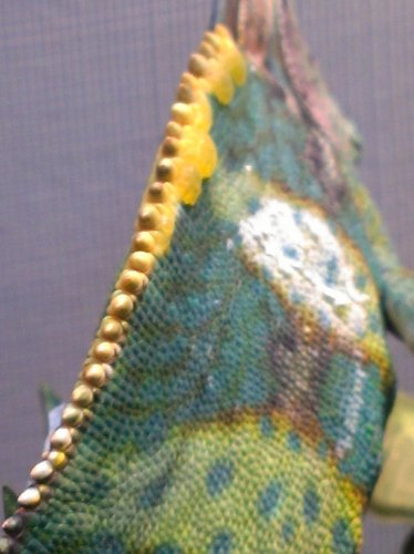 IMAG0616.jpg