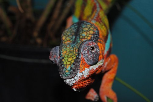 DSC_0747.jpg