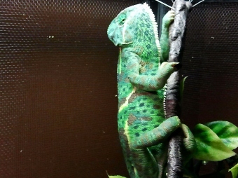 2012-09-23 09.41.26 (340x254).jpg