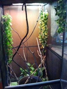 Hyde's Cage.jpg