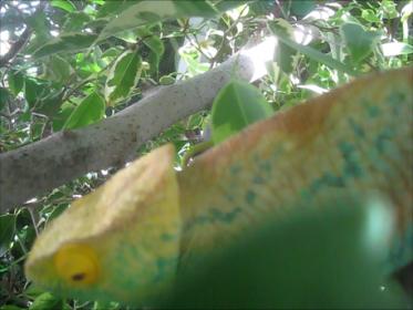 Snapshot 1 (09-24-2012 9-40 AM).jpg