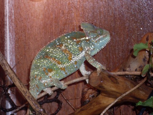 lizards 008.jpg