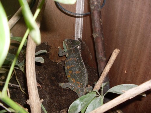 Gravid Jasmine 001.jpg