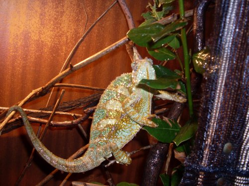 Gravid Jasmine 011.jpg