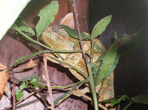 lizards 019.jpg