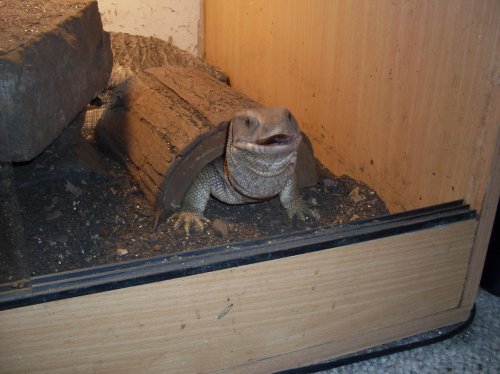 lizards 012.jpg