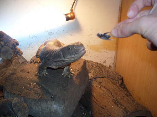Gravid Jasmine 006.jpg