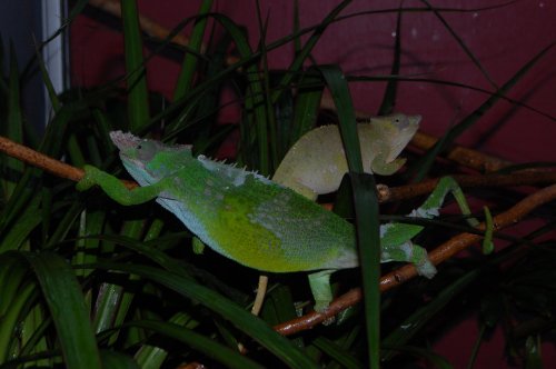 kinyongia multituberculata pair 003.jpg