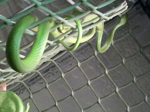 tied in knots.jpg