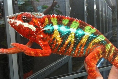 Copy (2) of Lucifer Jr. - Copy.jpg