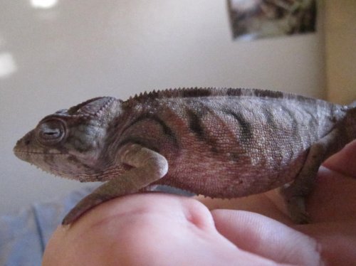 New Panther Chameleon 002.jpg