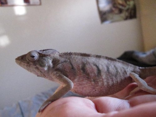 New Panther Chameleon 004.jpg