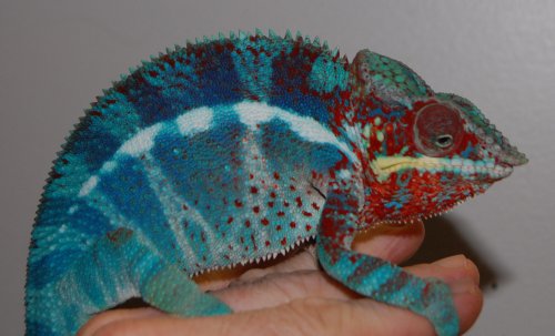 THANOS AMBANJA 002.jpg