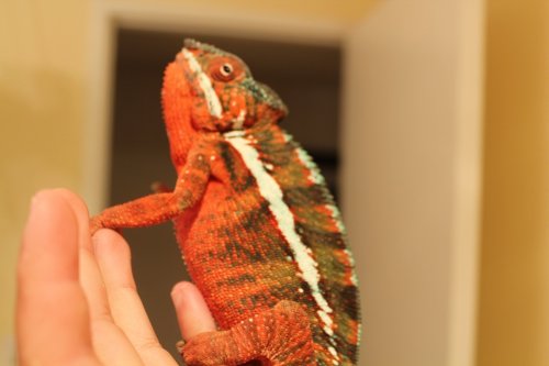 ambilobe 016.JPG
