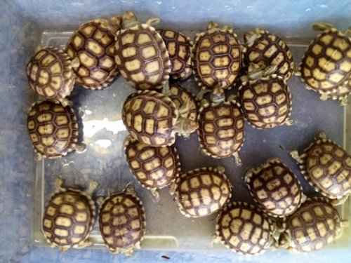 sulcatababies8-24a.JPG