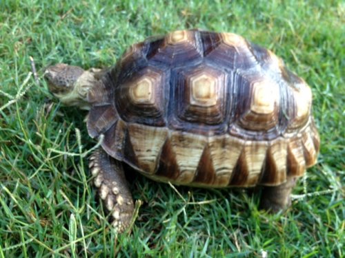 sulatafemale7.5inchtop.JPG