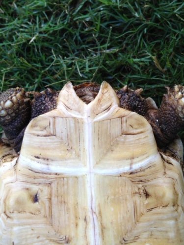 sulcatafemale7.5inchbottom.JPG