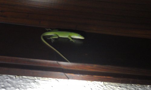 IMAG0855.jpg