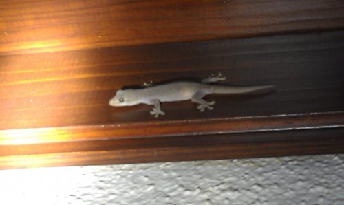 IMAG0856.jpg