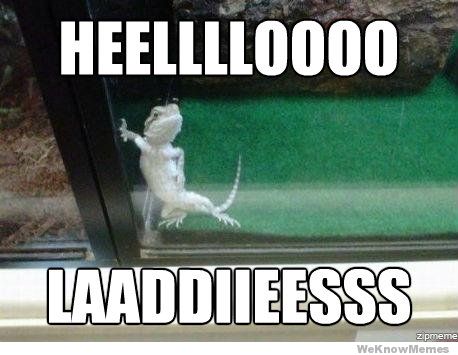 ladies-lizard.jpg