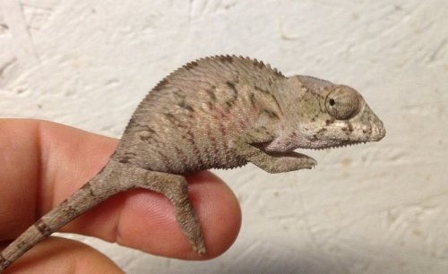 Lucifer jr male1.75 months5inches - Copy.JPG