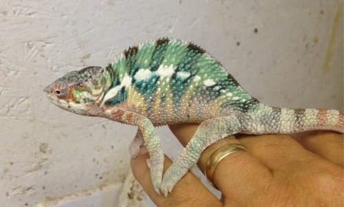 Luciferjrmalehb2.75months - Copy.JPG