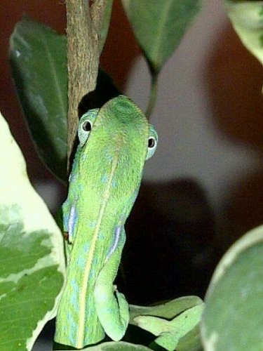 on a stem.jpg