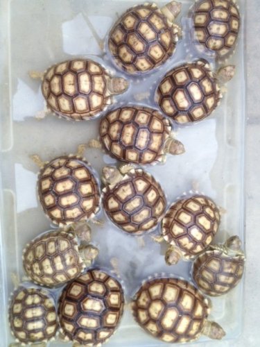sulcatababies10-21-12.JPG