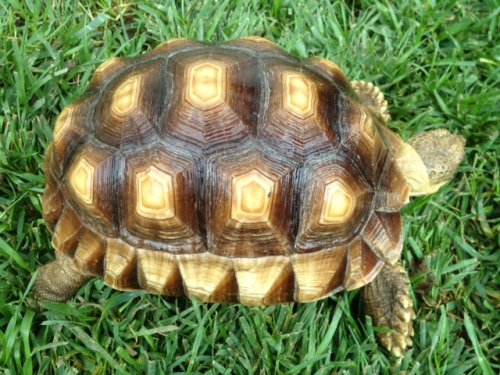 sulcatafemale7.5inch10-21.JPG