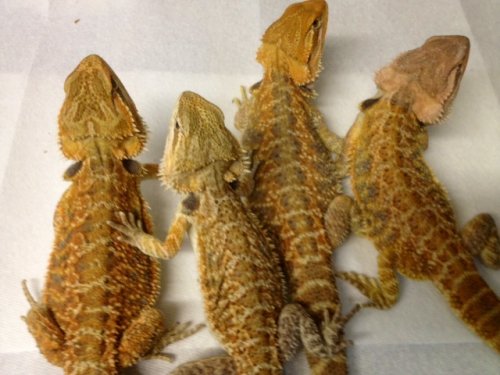 beardies4-lot10-21.JPG