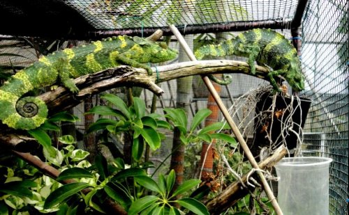 Meller Cyrano y roxana .12.jpg