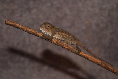 DSC_0028.jpg