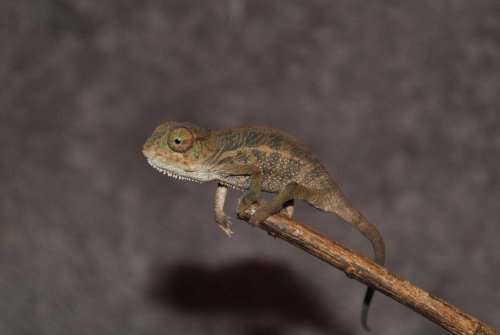 DSC_0039.jpg