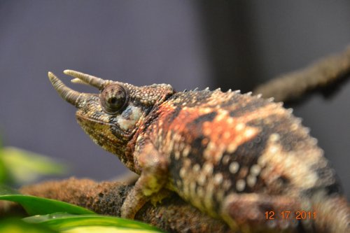 DSC_1137.jpg