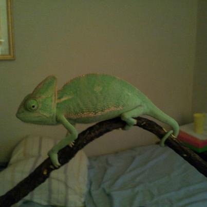 my chameleon.jpg