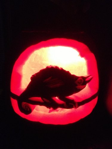 Rex Pimpkin 2.jpg