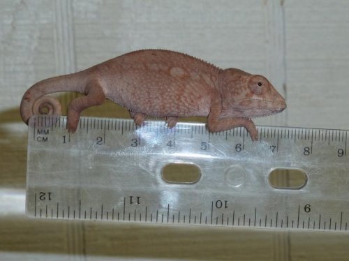 nosy faly #1 (1024x767).jpg