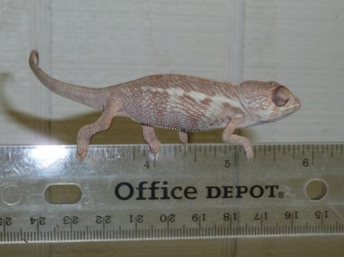 nosy faly #2 (1024x768).jpg