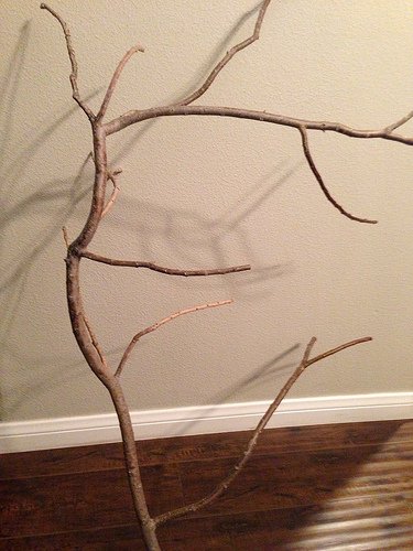 branch.jpg