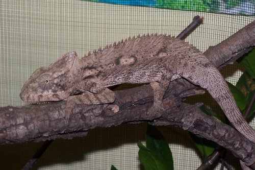 chameleon1.jpg